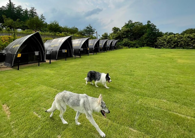 캐닌힐스(CANINHILLS) 시설 사진 11