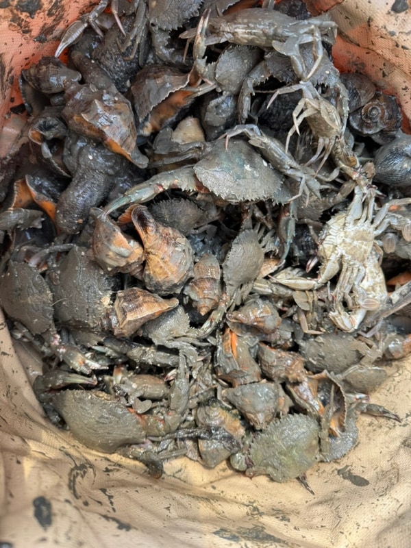 안산 대부도 '선감어촌체험마... 선감캠핑장정보. 아이랑...