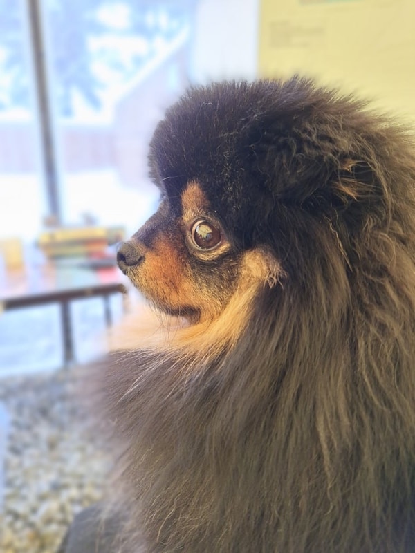 충남아산 애견동반 타프 캠핑장 " 재리캠핑 "