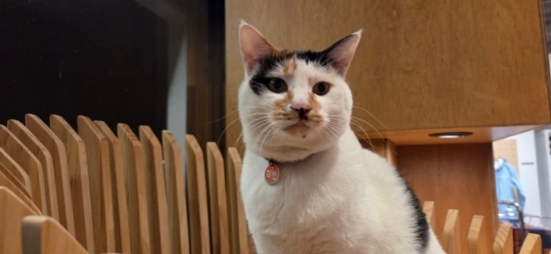 [캠핑] 평창 휘게포레스트 2편 (대관령김치찌개집...