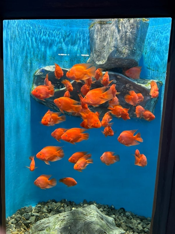 괴산여행 충북아쿠아리움 괴산 캠핑장 숲속의하모니