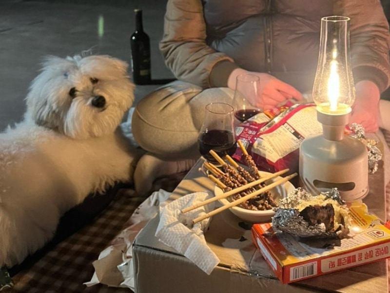 [인제] 애견동반 개별사이트 신상 캠핑장!! 독차지캠핑