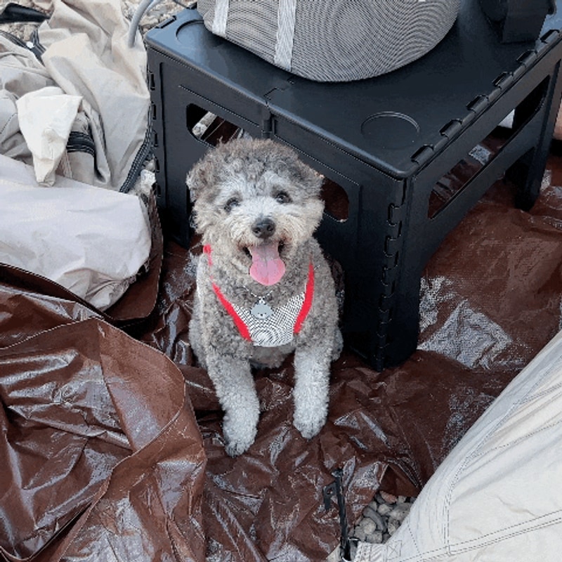 청도 벨캠핑장 2박3일 후기｜9월 이팝나무존 재방문 대성공...