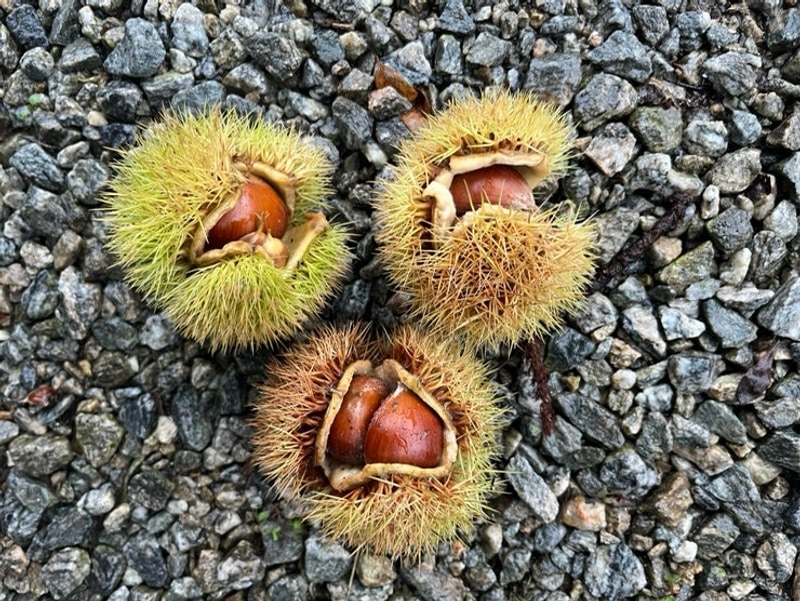 [24][춘천] 춘천캠핑월드 내내 우중캠핑 2박 후기