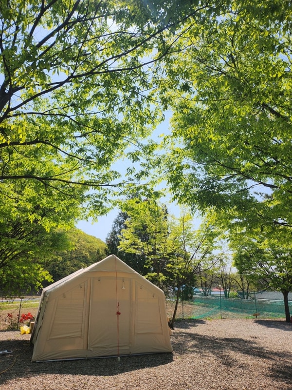 찜질방이 있는 청주주변 캠핑장 : 보은 정이품송 캠핑장 (휴힐링)