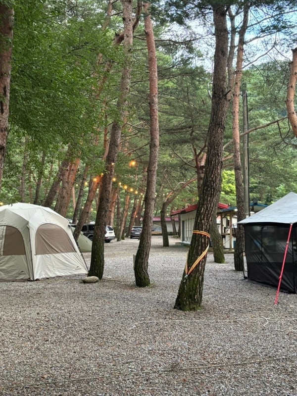 [캠린일기] 7월 영월 내리계곡 솔밭캠핑장 솔밭동1 후기