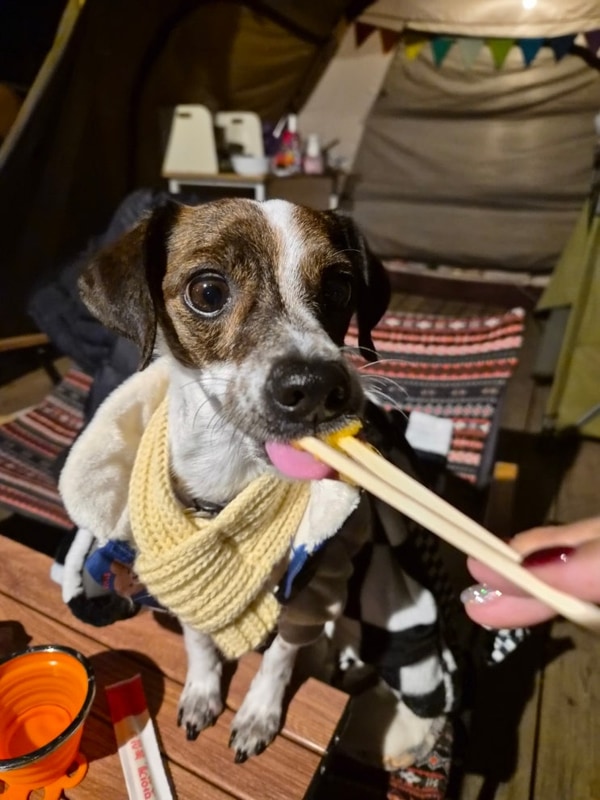 [강화캠핑파크] 강쥐와 함께 첫 텐트 글램핑 ♪
