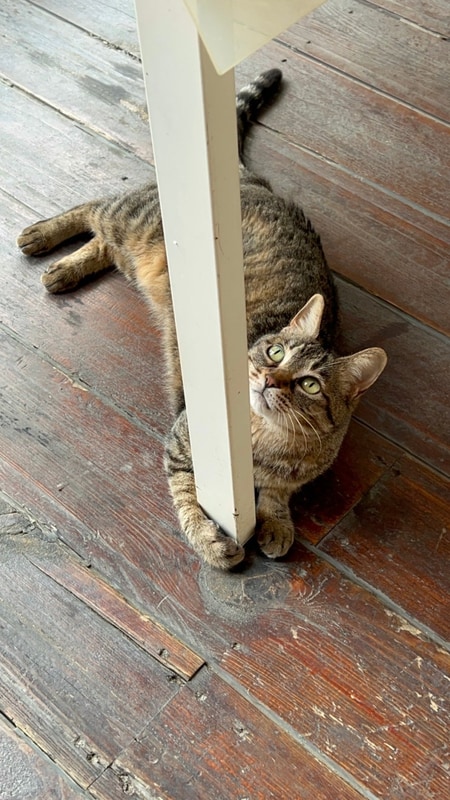 가평 캡틴카라반글램핑 고양이가 많은 가성비 글램핑 추천