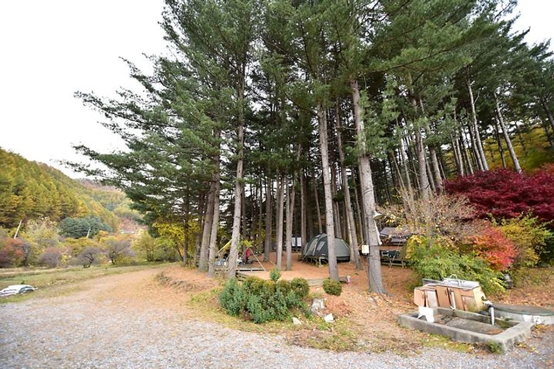 푸른숲캠핑장 대표 사진