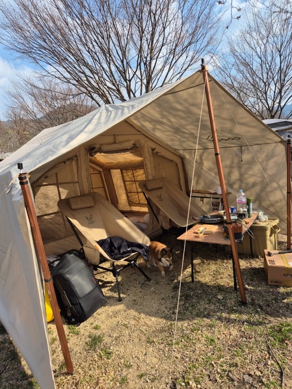 [영동 | 벚꽃캠핑] 대전 근교 영동 물한계곡 핏들 캠핑장...