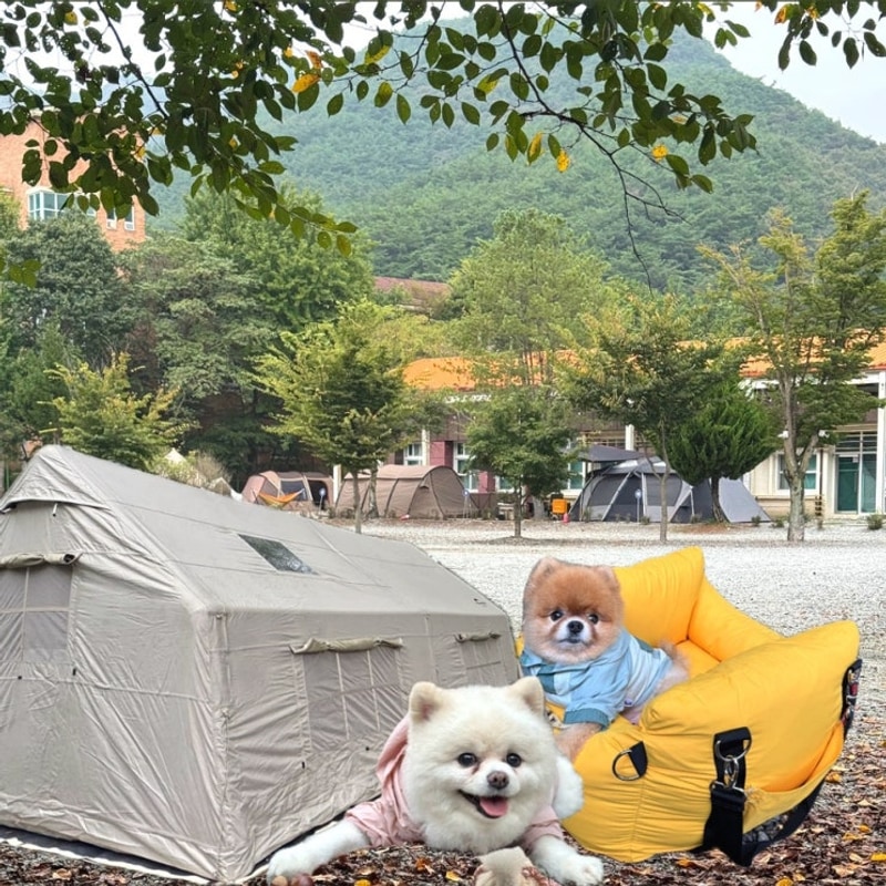 전라남도 장성 애견동반 캠핑 '파랑새캠핑장'
