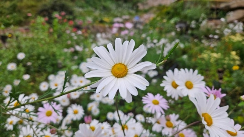 추석연휴 화성 백미리희망캠핑장 10.03~06