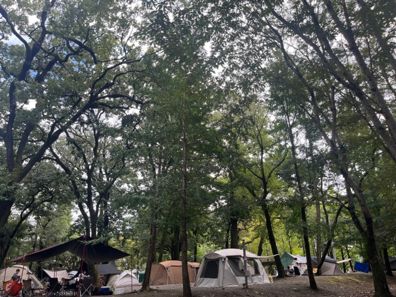 청주 근교 캠핑 | 노지캠핑장 [금관숲캠핑장]