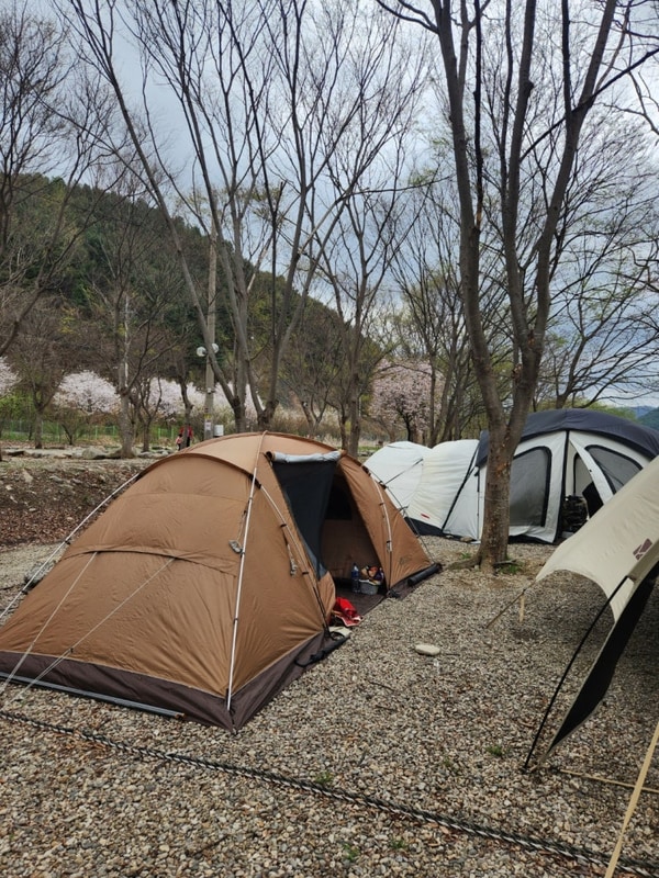 가평 은빛물결캠핑장(25.04.18~20)