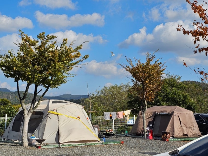 가을캠핑은 여기! 서천 별빛갯벌캠핑장 패밀리존 장단점후기