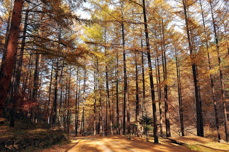 국립청옥산자연휴양림 시설 사진 7