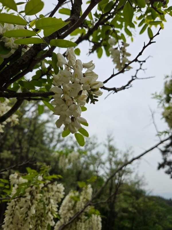 199번째 캠핑 - 합천 현대야영장