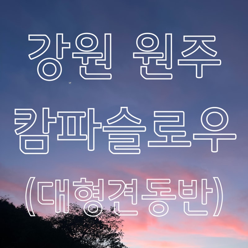 대형견 OK! 원주 캄파슬로우 캠핑장+계곡뷰 명당 추천