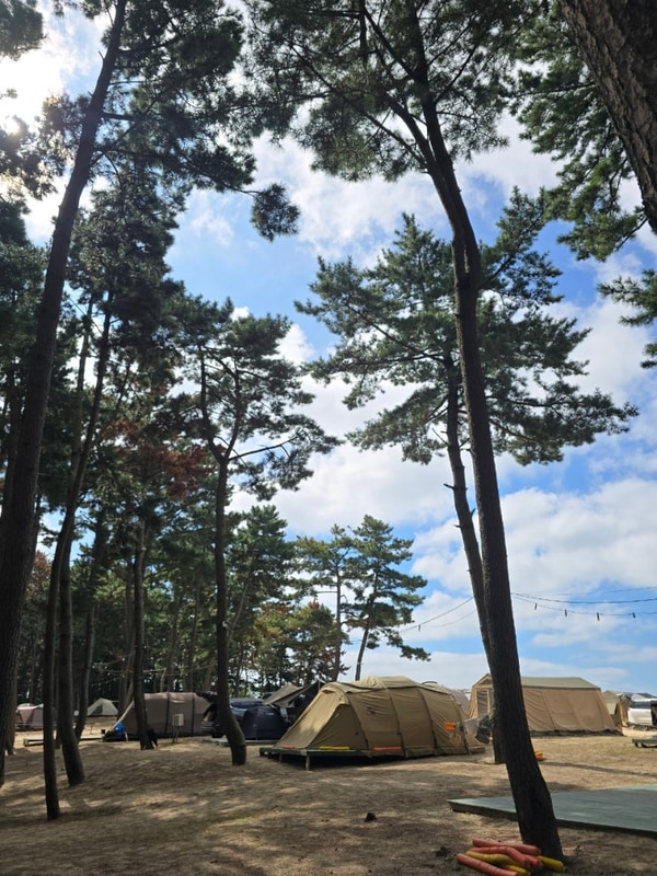[태안노을숲캠핑장] 숲존/파쇄석, 아이들과 갯벌체험으로 강추!...