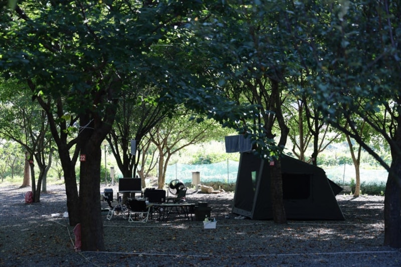 청도 캠핑장 추천 그늘과 계곡이 좋았던 늘푸른캠핑장 후기