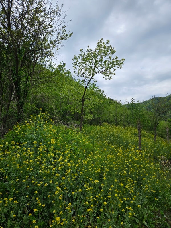 충남 가족캠핑장 금산 육백고지 캠핑장
