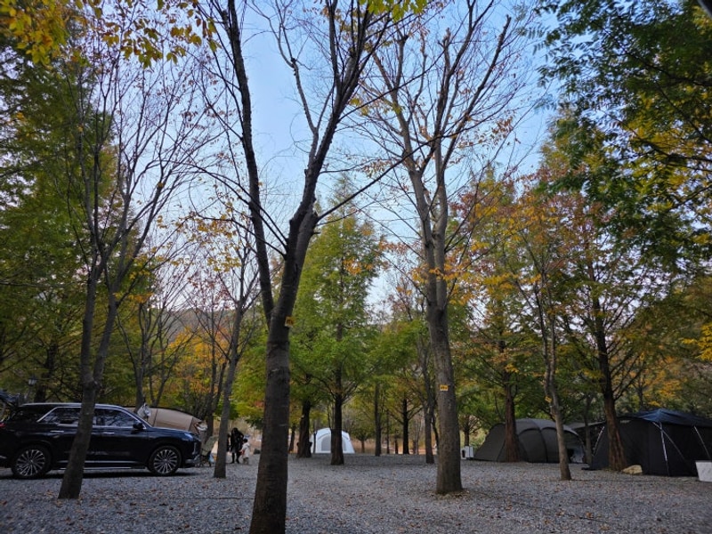 [원주 캠핑장] 할로윈 캠핑하러 다시 찾은 산노리 캠핑장...