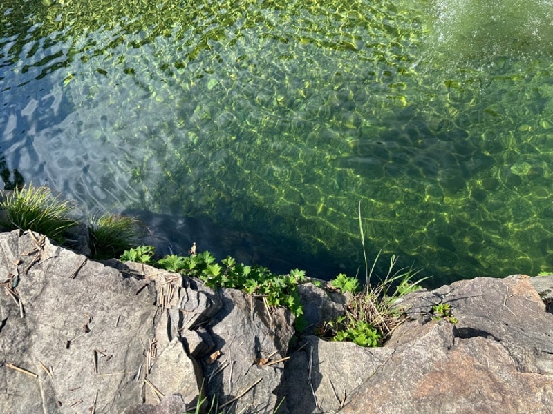 가능한 경기도 계곡 캠핑장 - 가평 백자동캠핑장 밤나무2
