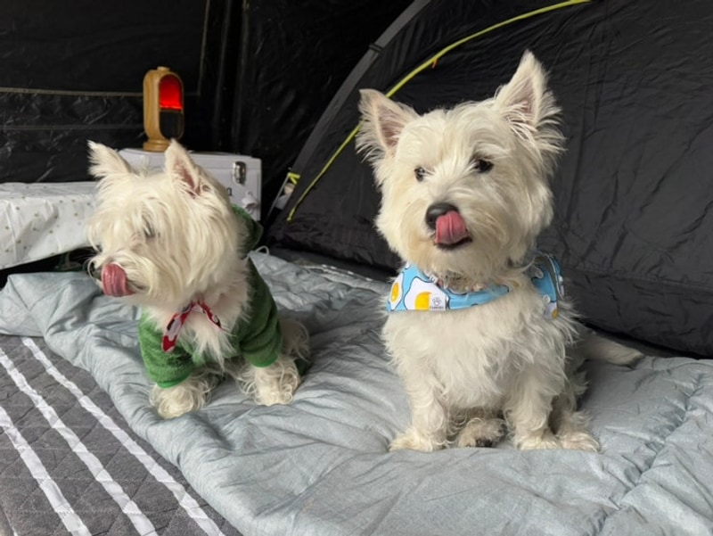 수원근교 애견동반 캠핑장 시흥 판타스틱캠프닉 이용후기