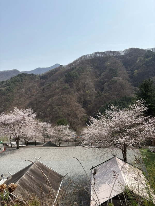 [일상 기록]/가평 캠핑 플레이 2025년 4월 벚꽃 캠핑 후기