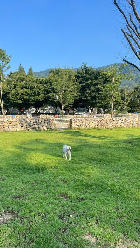 청도 벨캠핑장(애견동반 캠핑장)