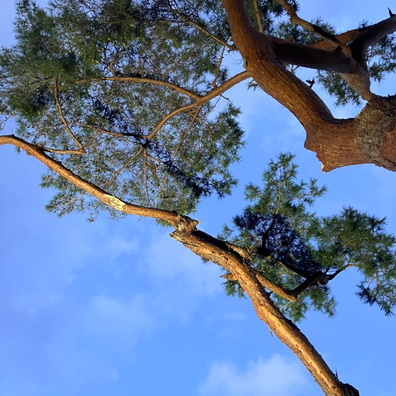 [강원도 원주] 칠봉송정캠핑장 피크닉존