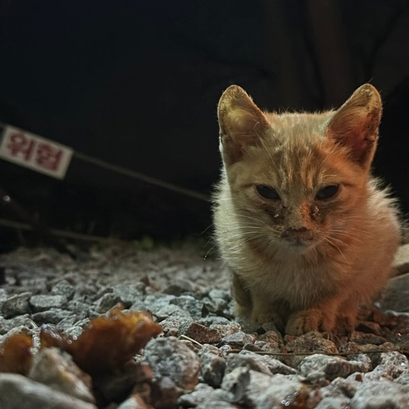 [인천 강화도]버팔로캠팜캠핑장 잔디+파쇄석 19번 2박3일 후기...