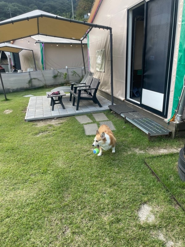 가평 애견동반 글램핑 캠프 위드펫 GT2  | 반려견과 함께한...