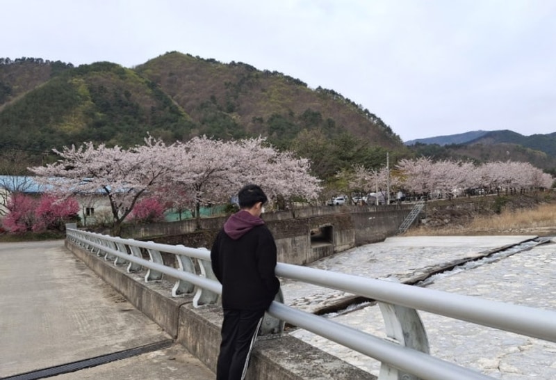 삼척엘림캠핑장 첫 벚꽃 캠핑!