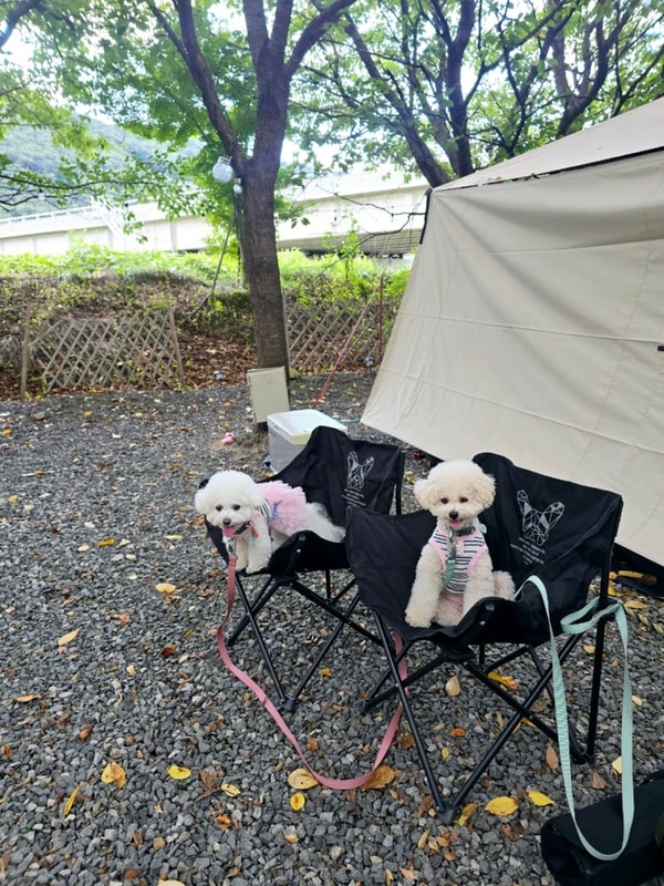 밀양 애견동반 캠핑장 캠핑 돗가비 산책로가있어서 더 좋았다!