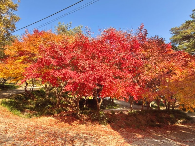 11월26~28일-단풍이 이쁜 구례 섬지캠핑장, 하동 화개장터