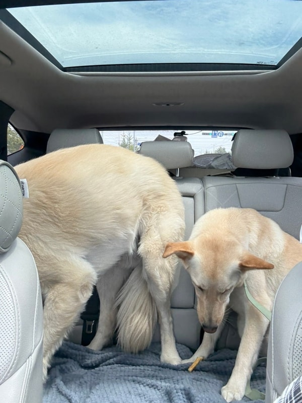 봄이 형아랑 우프캠프 수영장 나들이 !!