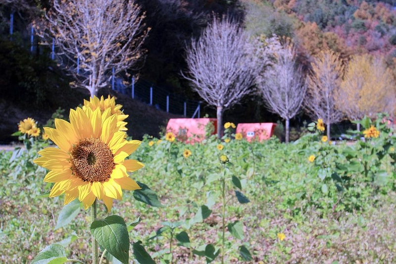 꿈의대화캠핑장 시설 사진 1