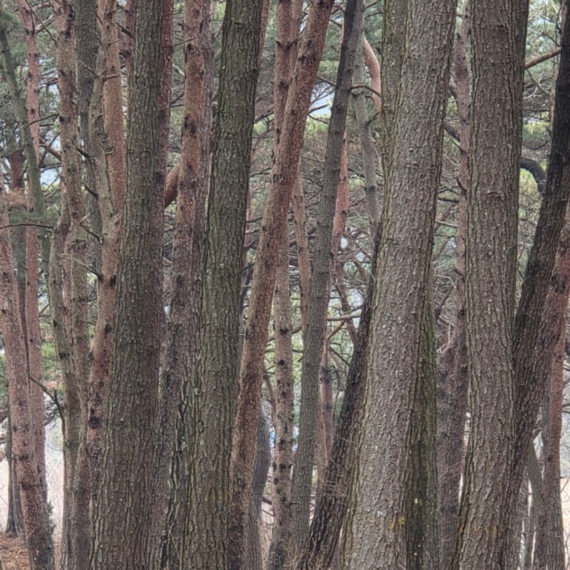 우니메이카 태안 / 숲속 조용한 캠핑장(6번 사이트)