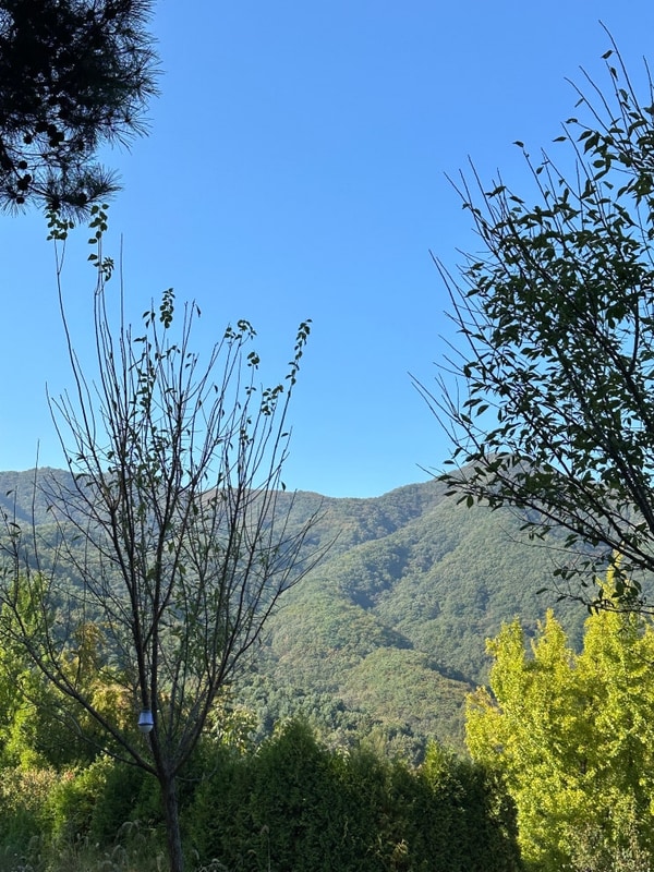 양평 캠핑장 | 서종힐링캠핑장, D5 사이트 후기, 개미