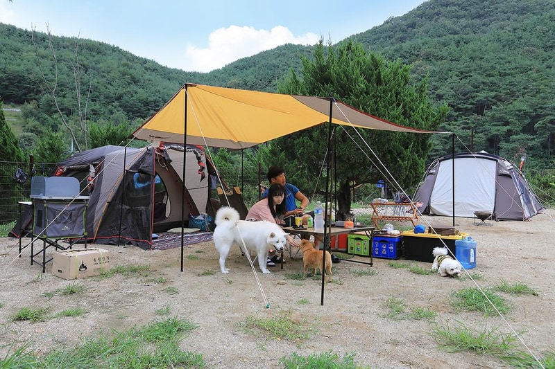 트리독스 애견전용캠핑장 시설 사진 7