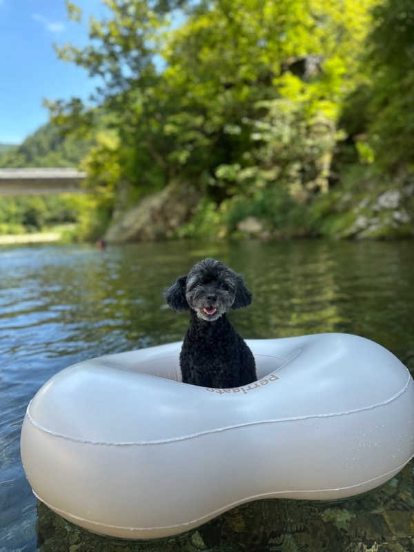 2025년 8월 일상, 두번째[봉화마방캠핑장/애견동반캠핑]