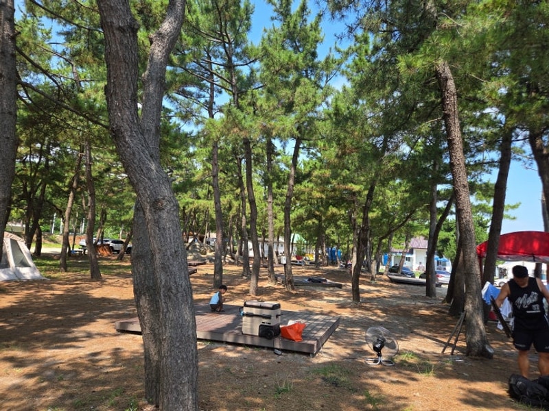 양양 원포리솔밭야영장 B구역