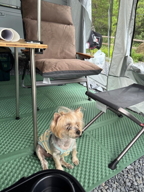 8월 한여름의 피날레 - 태백눈꽃야영장(25.8.30~9.2)