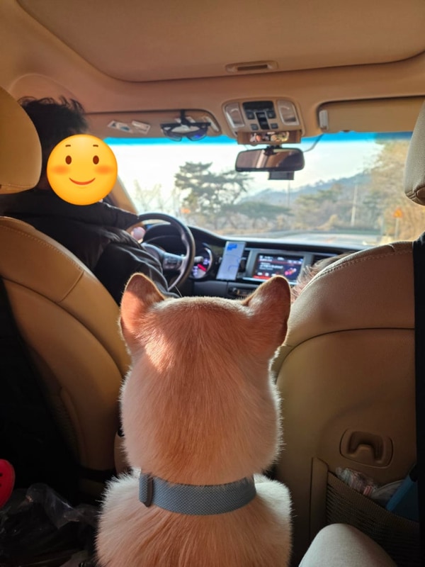 춘천 동면 사가록캠핑장 / 반려동물동반