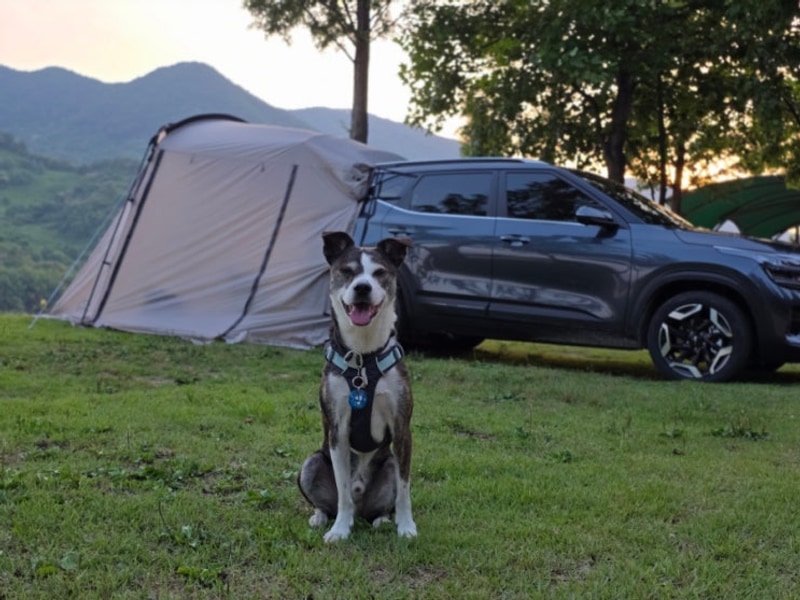 [반려견동반] 경남 하동 평사리공원 차박 캠핑