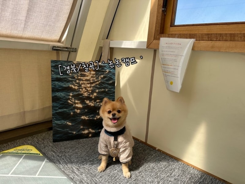 [경북/칠곡] 애견동반 캠핑장 ’ 논논캠프 ‘