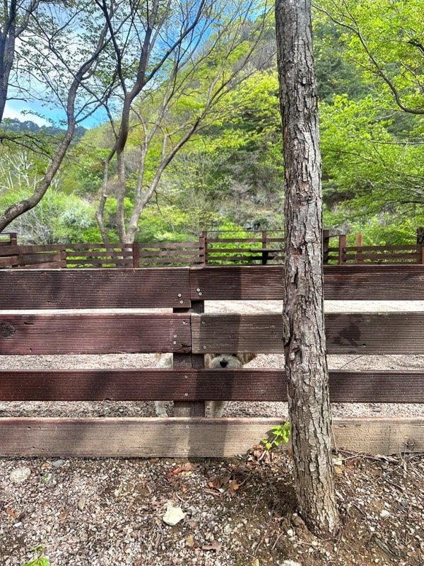 [캠핑기록] 25.5월 인제 반디하우스 캠핑장 (애견동반)