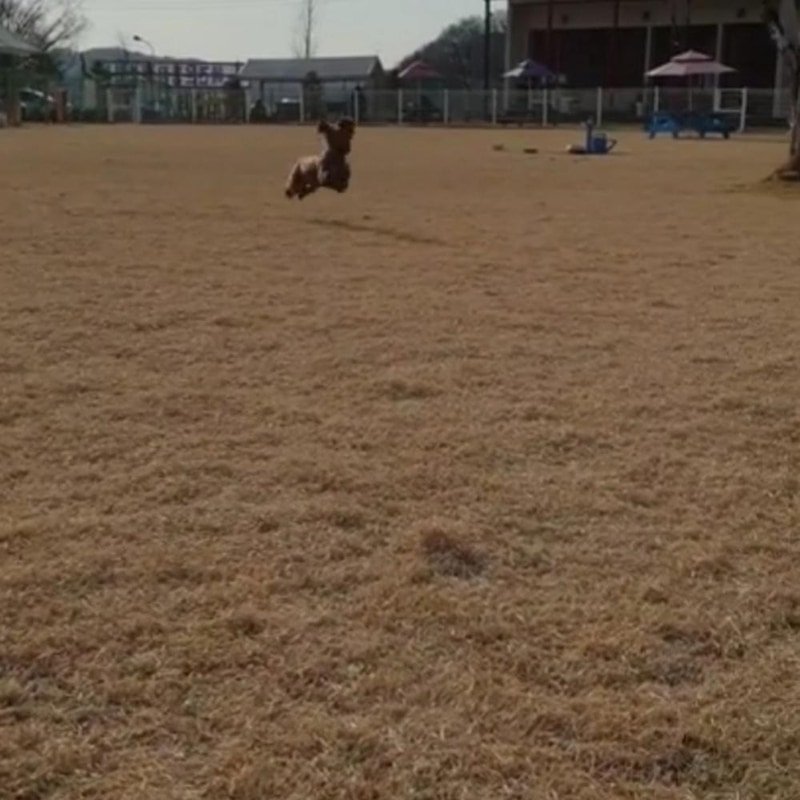 랩도그빌애견캠핑장 시설 사진 15