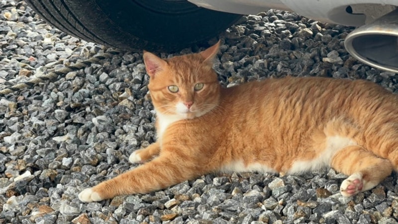 ☔ 파주 자장 캠핑장 ☔ : 7월 19일 ~ 20일